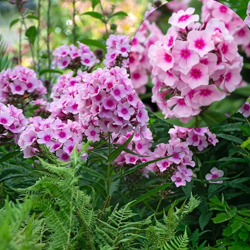 Phlox paniculata 'Bright Eyes' - Aed-leeklill 'Bright Eyes' P9/0,55L 